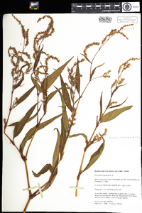 Polygonum lapathifolium image