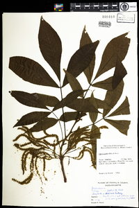 Carya ovata image