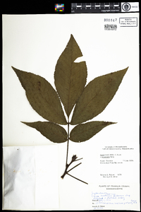 Carya ovata image