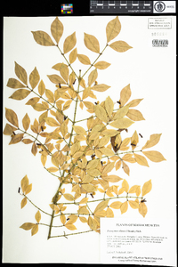 Euonymus alatus image