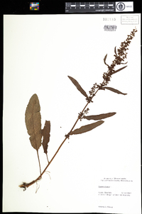 Rumex crispus image