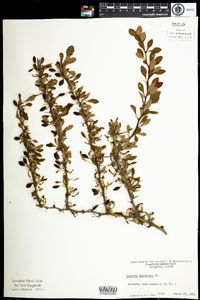 Berberis thunbergii image