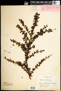 Berberis thunbergii image