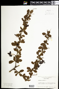 Berberis vulgaris image