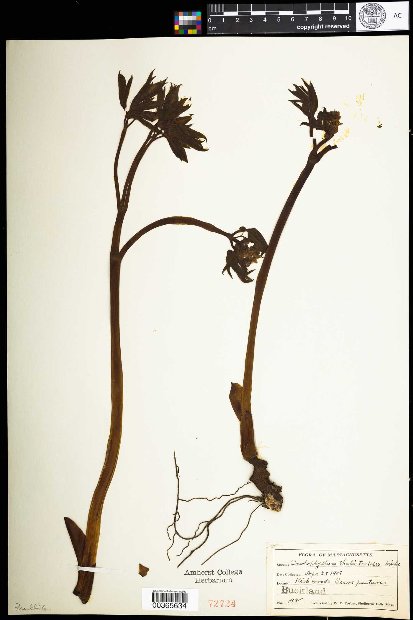 Berberidaceae image