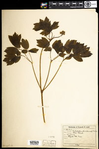 Caulophyllum thalictroides image