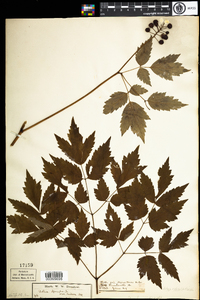 Actaea rubra image