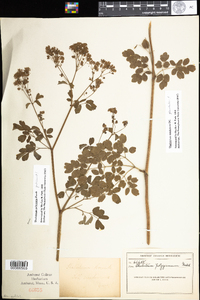 Thalictrum revolutum image