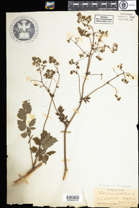 Thalictrum revolutum image