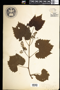 Vitis vulpina image