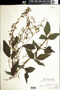 Desmodium perplexum image