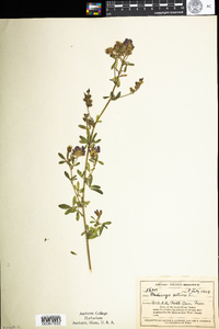 Medicago sativa image