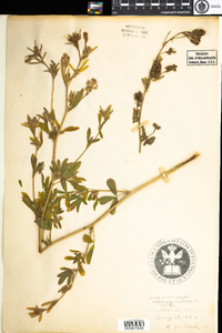 Medicago sativa image