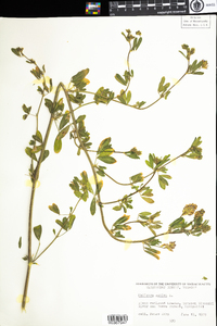 Medicago sativa image