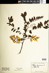 Robinia pseudoacacia image