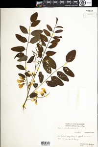 Robinia pseudoacacia image