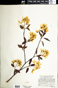 Amelanchier laevis image