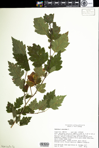 Crataegus chrysocarpa var. chrysocarpa image