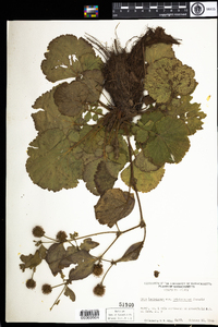 Geum laciniatum image