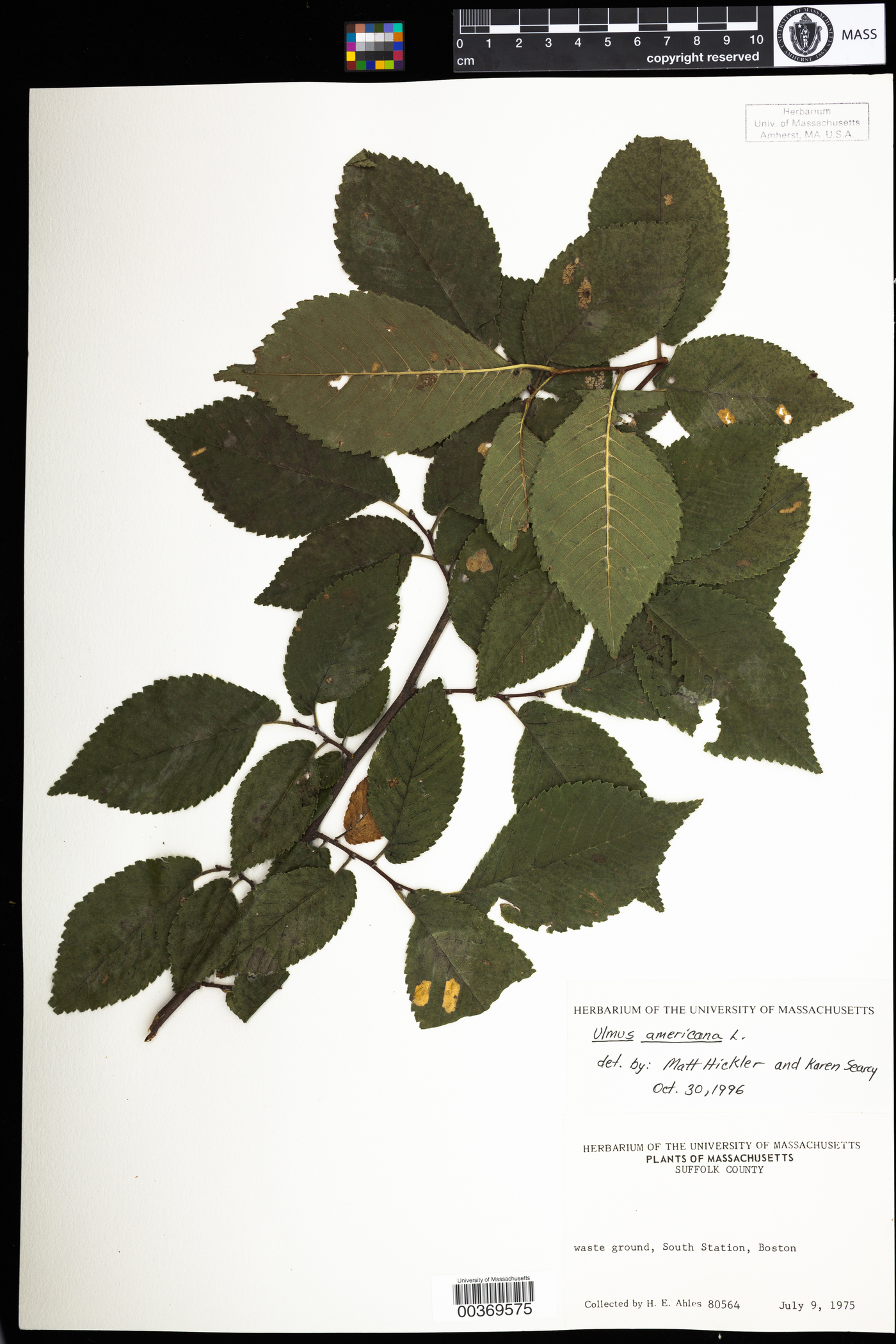 Ulmaceae image