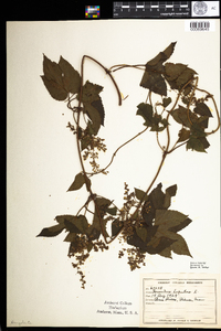 Humulus lupulus image