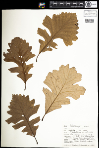 Quercus macrocarpa image