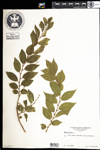 Ulmus pumila image