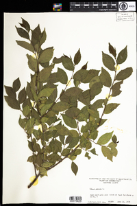 Ulmus pumila image