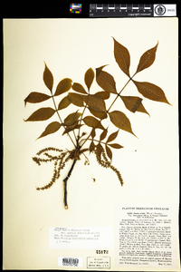 Carya glabra image