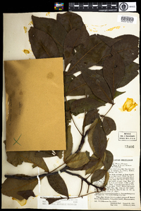 Carya glabra image