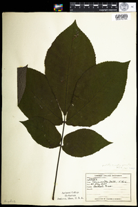 Carya ovata image