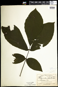 Carya ovata image