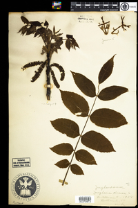 Juglans cinerea image