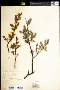 Salix bebbiana image