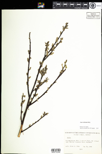 Salix bebbiana image