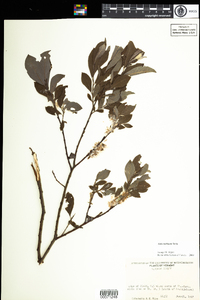 Salix bebbiana image