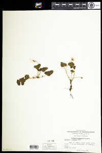 Oxalis montana image