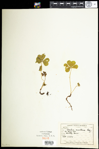 Oxalis montana image