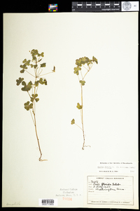 Oxalis stricta image