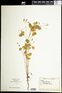 Oxalis stricta image