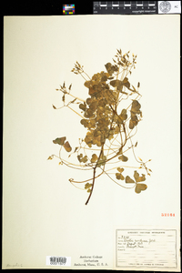 Oxalis stricta image