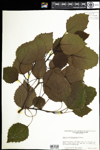 Populus grandidentata image