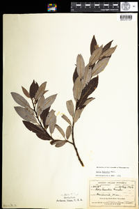 Salix discolor image