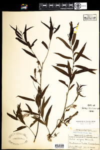 Salix nigra image