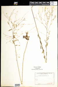 Linum virginianum image