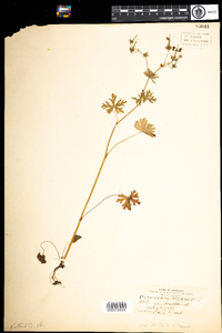 Geranium bicknellii image