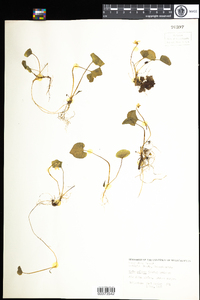 Viola macloskeyi ssp. pallens image