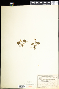 Viola macloskeyi ssp. pallens image