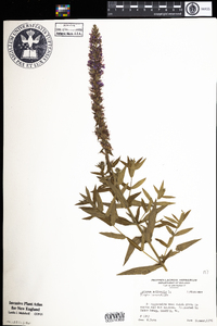 Lythrum salicaria image