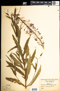 Chamerion angustifolium ssp. angustifolium image